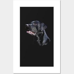 Labrador Posters and Art